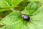 Bloody-nosed Beetle - ...