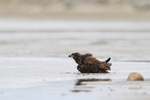 Striated Caracara bathing, Sea Lion Island, Falklands