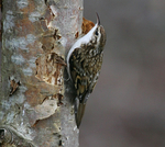 Treecreeper