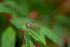 Hoverfly - DSC_4682_00023