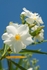 IMG_5464 Oleander