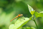 Common Darter