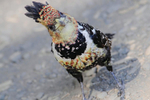 Crested Barbet