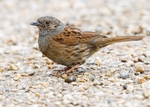 Sparrows,Dunnocks,Wrens portfolio