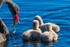 9 Watchful 0A3A6847