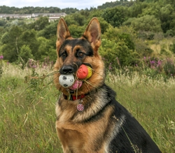 Dogs portfolio
