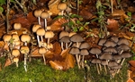 Glistening Inkcap