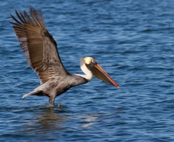  Pelicans _0033