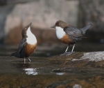 Dippers courting