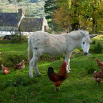 Donkey with Chickens 1, Ireland