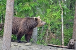 Brown Bear