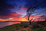 z1176 Sunset, Culver Down
