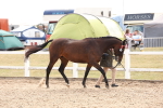 SBM_15334