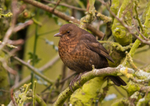 Blackbird (female) - Turdus merula RPNP0134
