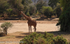 Reticulated giraffe.