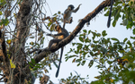 Capped Langur
