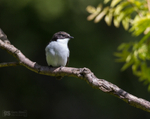 Pied Flycatcher
