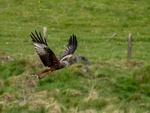 Red Kite