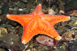 Porania pulvillus