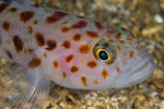 Thorogobius ephippiatus