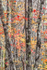 AUTUMN WOODS - ACADIA NP, MAINE