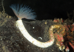 Protula tubularia