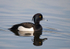Tufted Duck