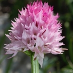 Widder's Vanilla orchid (Nigritella widderi syn Gymnadenia widderi)