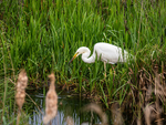 Great White Egret