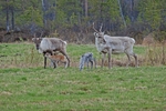Reindeer