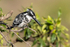Pied Kingfisher