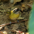 Common Chlorospingus on the ground, Costa Rica