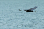 Pacific Reef-Egret portfolio