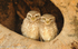 Spotted Owlets.