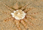 Peachia cylindrica