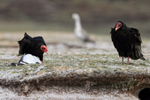 Turkey Vulture portfolio
