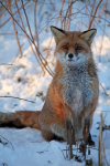 Red Fox in snow_ AGTO156