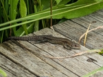 Common Lizard