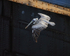 Brown Pelican flying, Miraflores Locks, Panama
