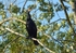 Cormorant