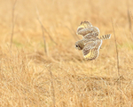 Short-eared Owl diving at Hawling, Gloucestershire