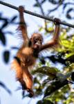 Baby Orangutan - Baku -Borneo