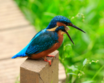 Kingfisher regurgitating a food pellet
