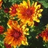 Chrysanthemums
