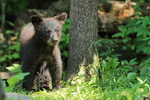 Black Bear cub front view, Minnesota