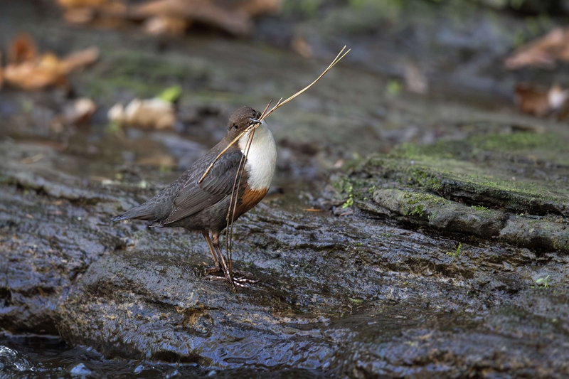 Dipper - River Bollin - Cheshire