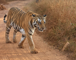 Tigress on trail close approach, Panna, Madhyra Pradesh, India