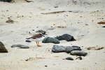 Ringed Plover