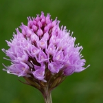 Globe Orchid (Traunsteinera globosa)
