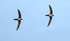 Alpine Swifts